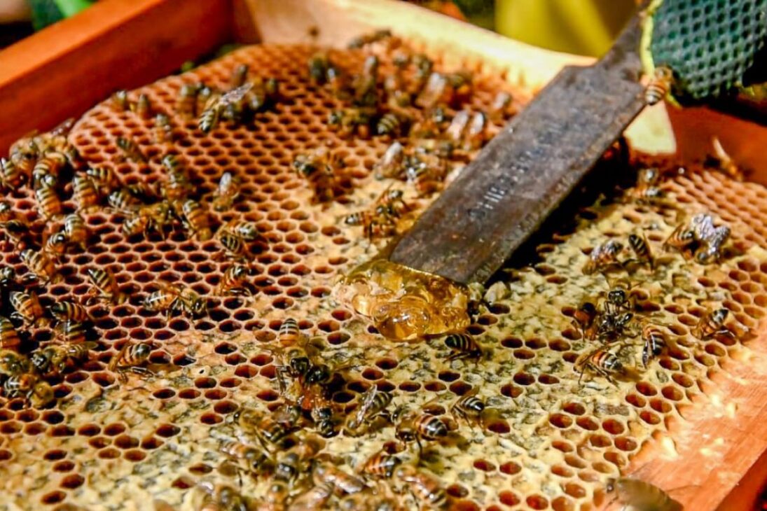 La ciencia por detrás de la miel, el único alimento del mundo que, si se guarda correctamente, nunca se estropea