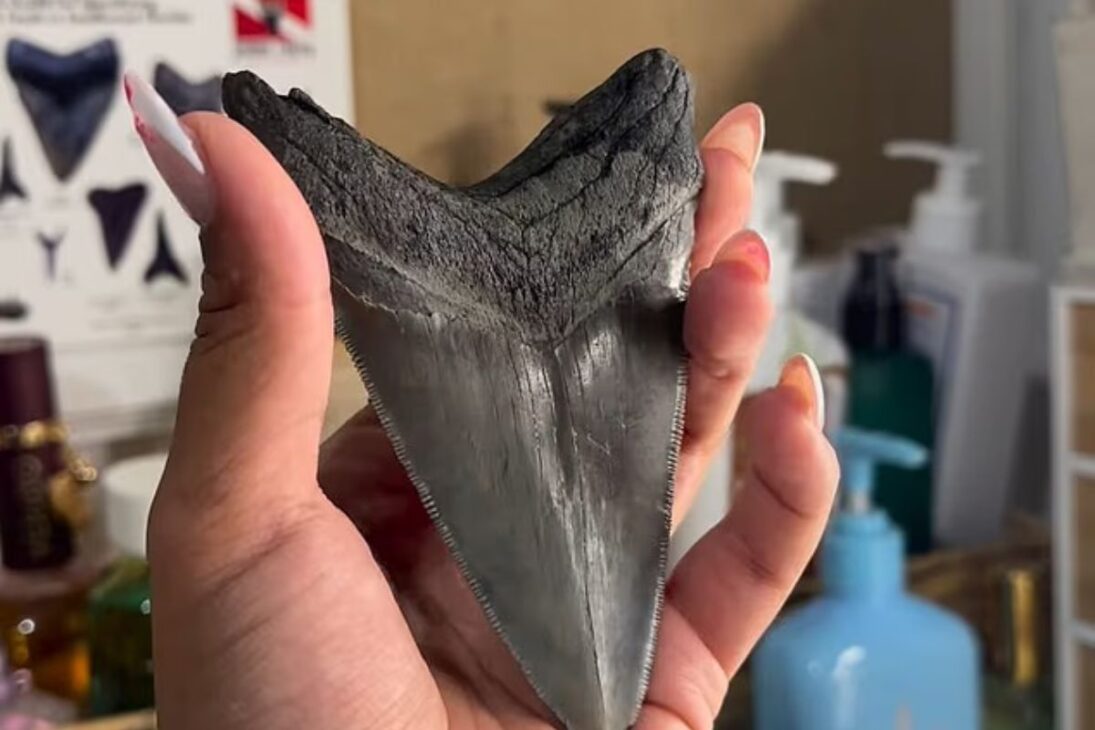 Hallazgo raro: mujer encuentra diente gigante de Megalodon enterrado en playa de Florida