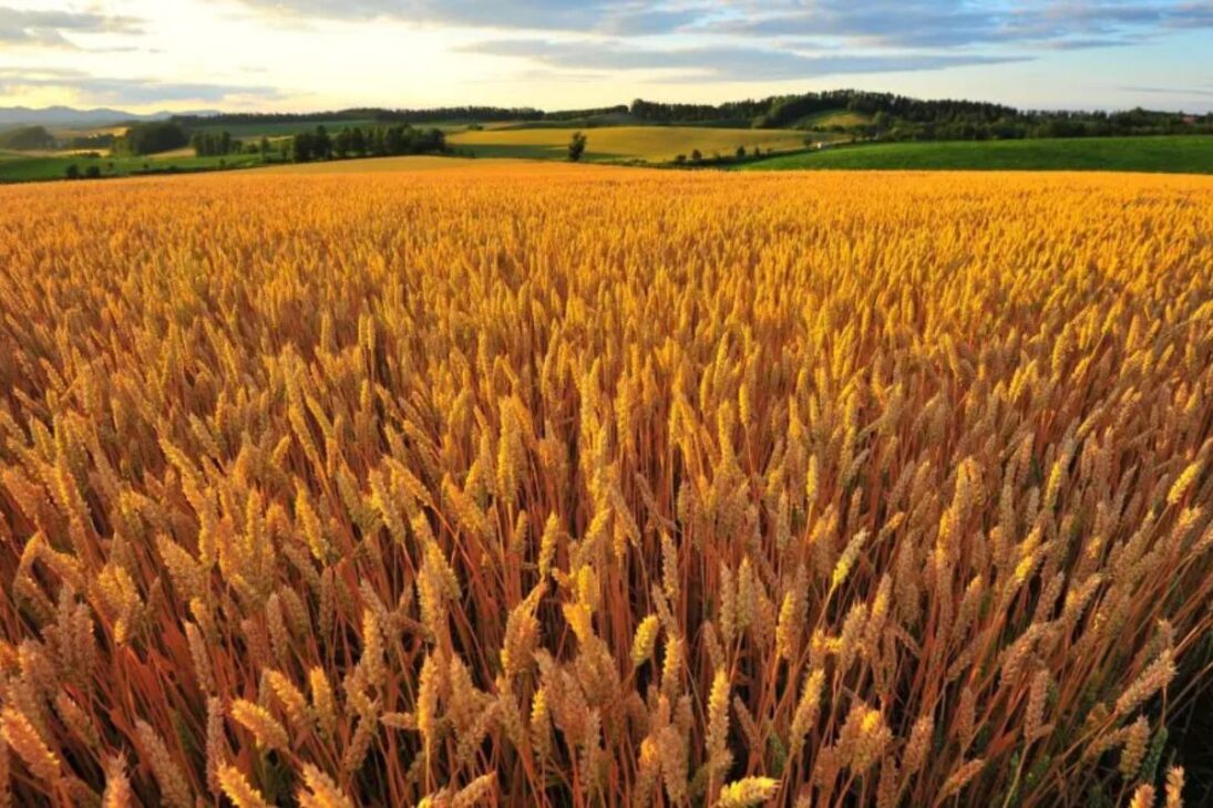 Las ciudades que sustentan el agronegocio brasileño: vea quién más produce y factura en el campo