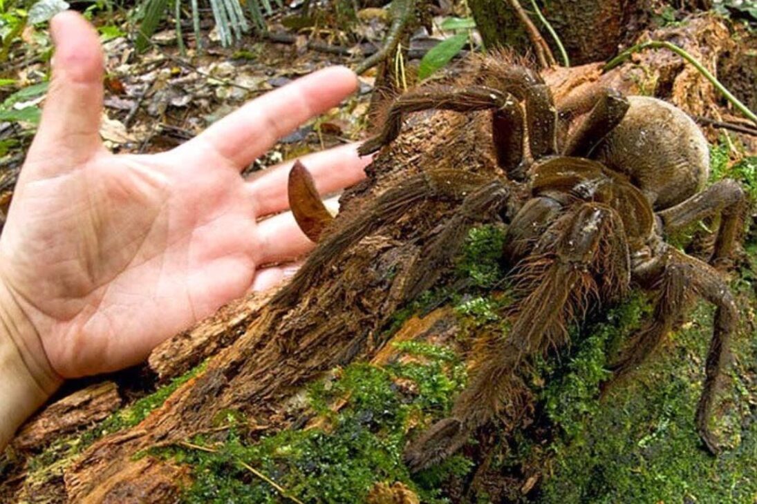 Las mayores arañas del mundo: conoce especies que miden hasta 30 cm