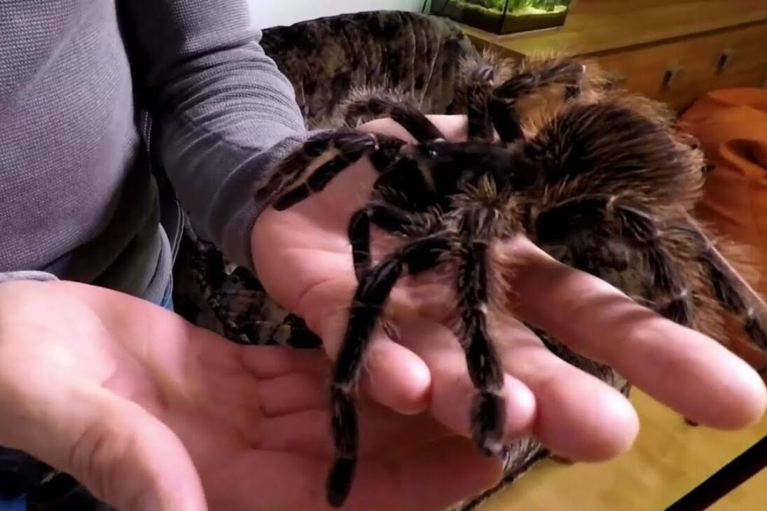 Las mayores arañas del mundo: conoce especies que miden hasta 30 cm