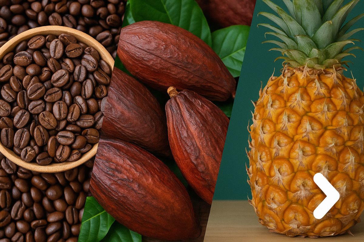 EUA admitem possibilidade de tarifa zero para produtos naturais como café e cacau do Brasil