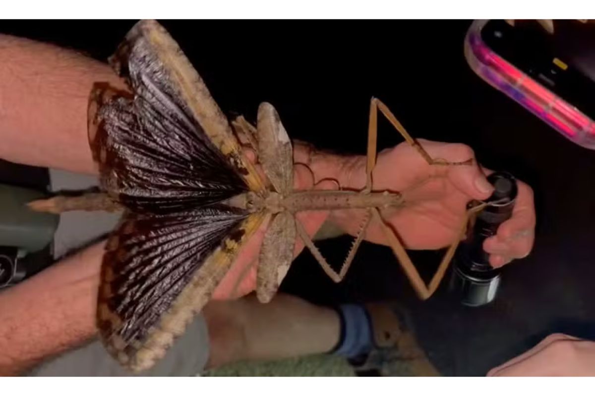 Cientistas encuentran nueva especie de insecto gigante en Australia de 40 cm tras foto viral y descubren que puede ser el mayor jamás visto