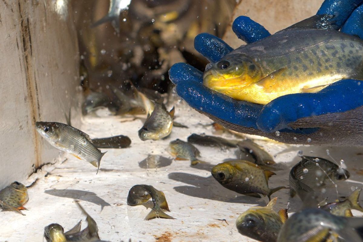 O Gigante das Águas: Qual é o Verdadeiro Maior Açude de Peixes do Brasil?