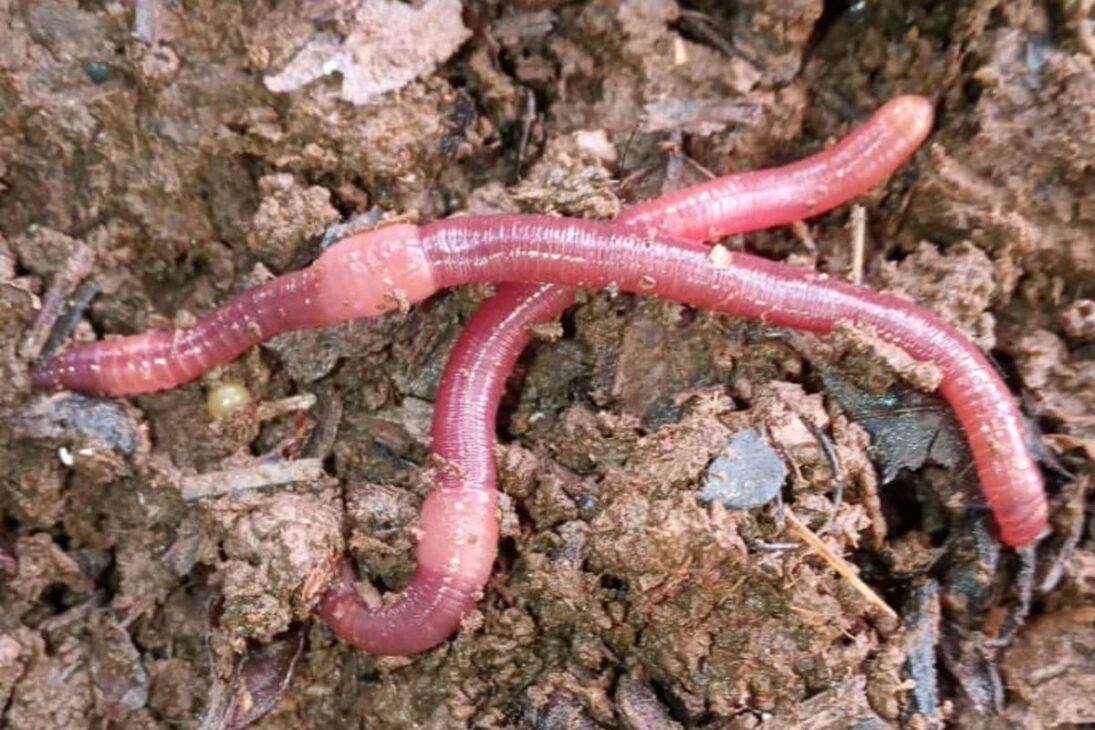 Cómo pequeños agricultores están lucrando hasta R$ 215 mil por año con la cría de lombrices