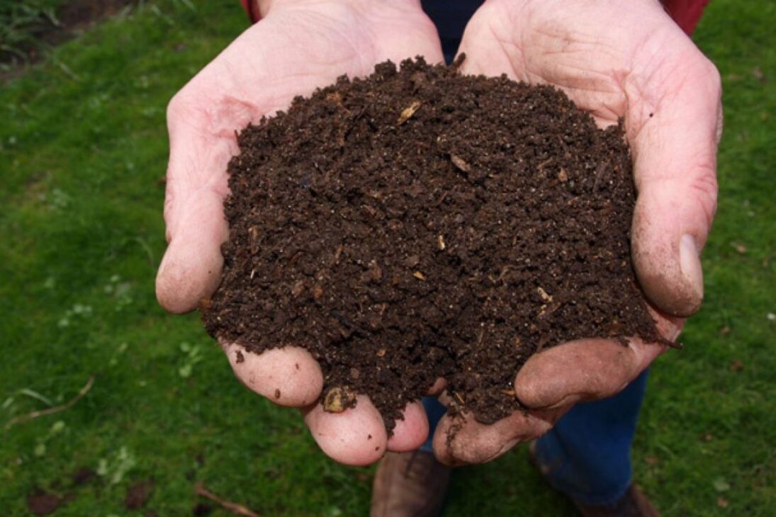 Cómo pequeños agricultores están lucrando hasta R$ 215 mil por año con la cría de lombrices