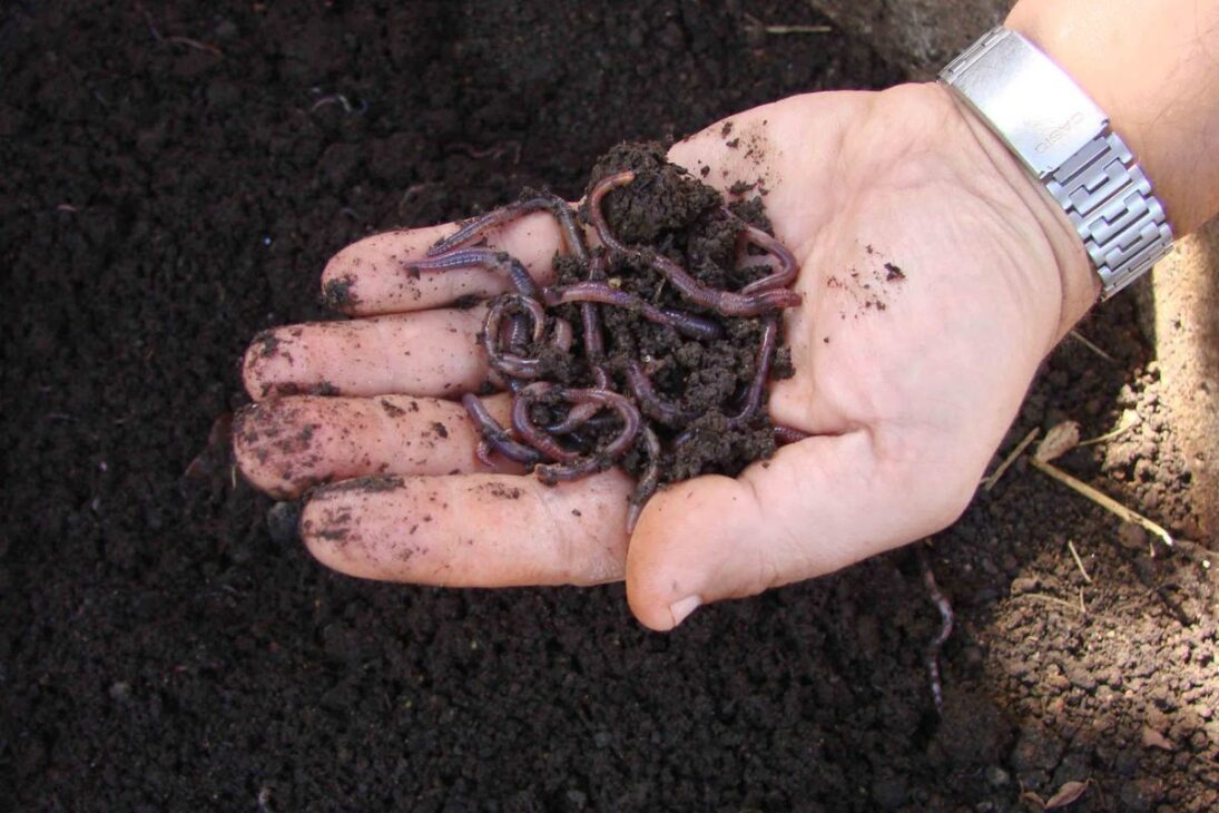 Cómo pequeños agricultores están lucrando hasta R$ 215 mil por año con la cría de lombrices