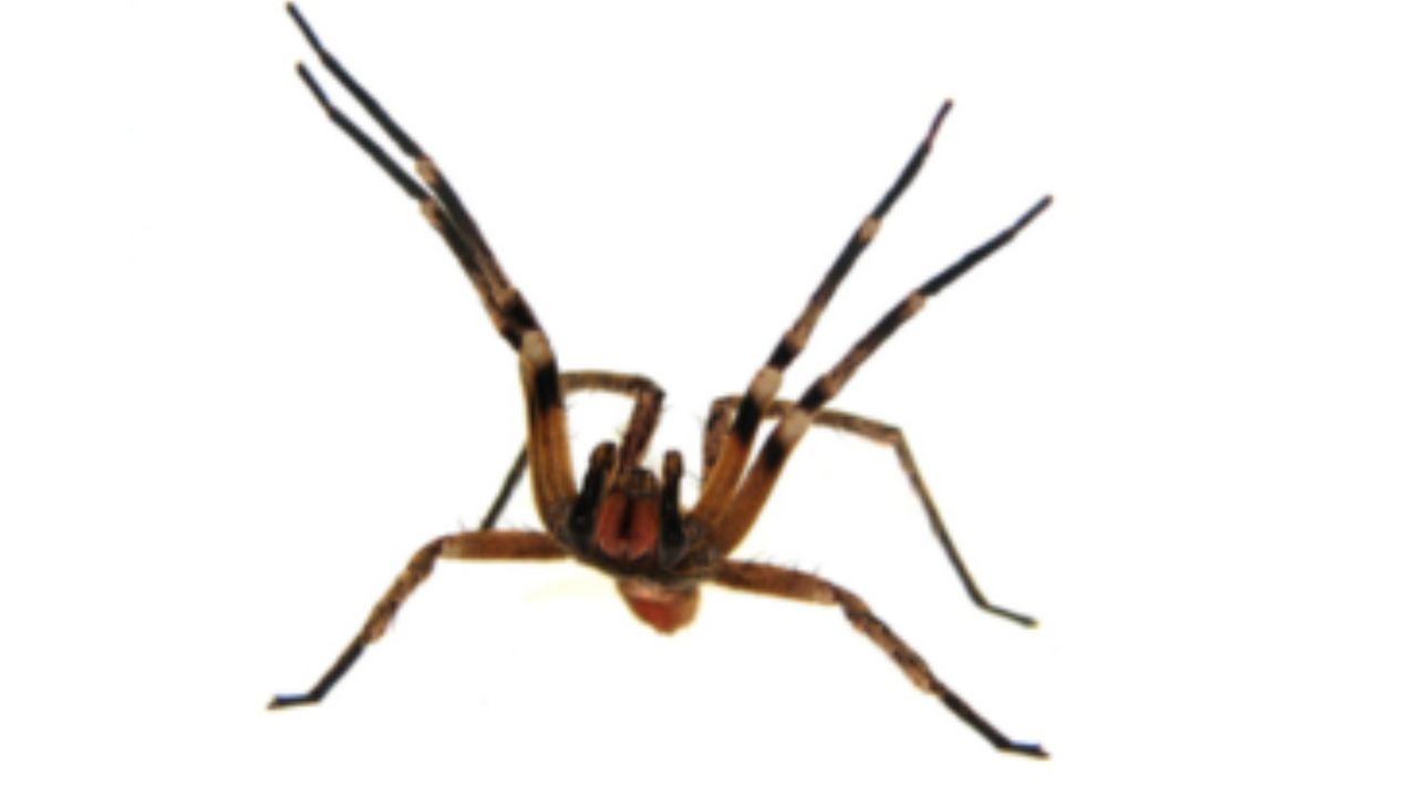 Temida por sua picada potente, a aranha-armadeira, uma das mais venenosas do mundo, carrega em seu veneno a chave para um revolucionário tratamento contra a disfunção erétil. Imagem: Zoo DF.