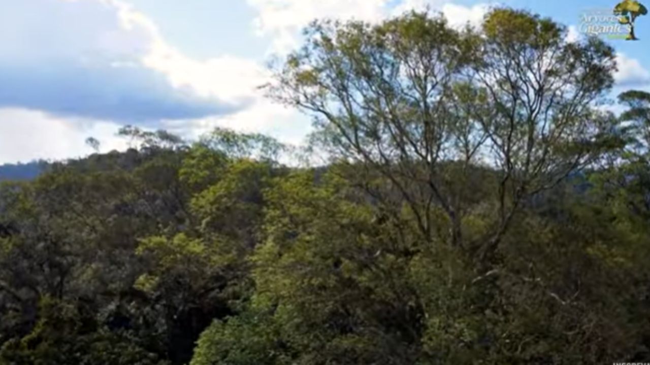 Descubre cómo drones y sensores crean la "Internet de la Selva" para monitorear el árbol más alto de la Amazonía en tiempo real y protegerlo de amenazas.