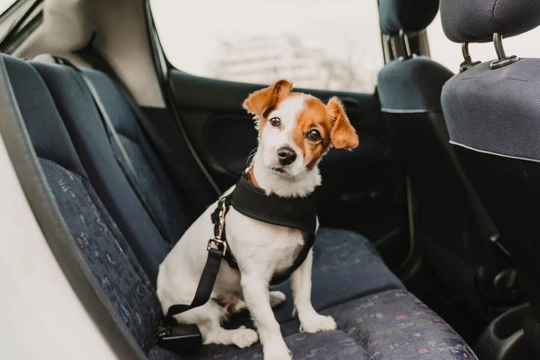 Conducir con animales en el banco de delante puede generar multa y 4 puntos en la CNH