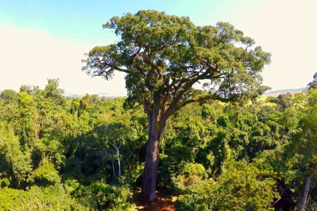 Él ya era viejo cuando Cabral llegó: la historia y la ciencia del árbol de 3 mil años que vive en el interior de São Paulo