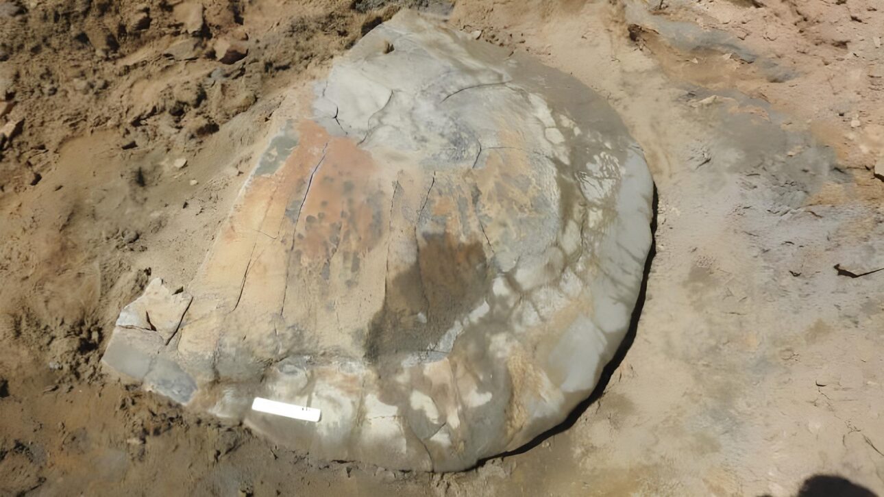 Investigadores brasileños encuentran fósil de tortuga gigante en la Amazonía — y revelan que vivió hace millones de años