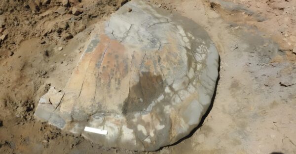 Pesquisadores brasileiros encontram fóssil de tartaruga gigante na Amazônia — e revelam que ela viveu há milhões de anos