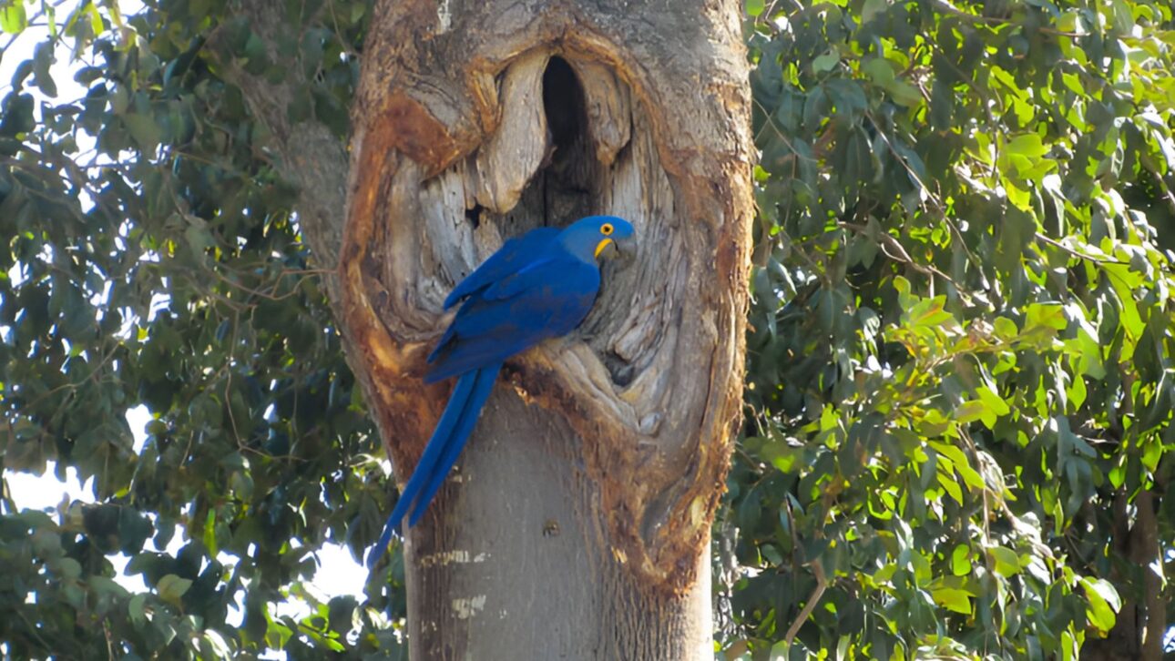 El guacamayo azul más grande del mundo vive en el Pantanal, tiene 1 metro de envergadura y está en riesgo. Descubre por qué es tan especial y raro. (Imagen: Instituto Guacamayo Azul)