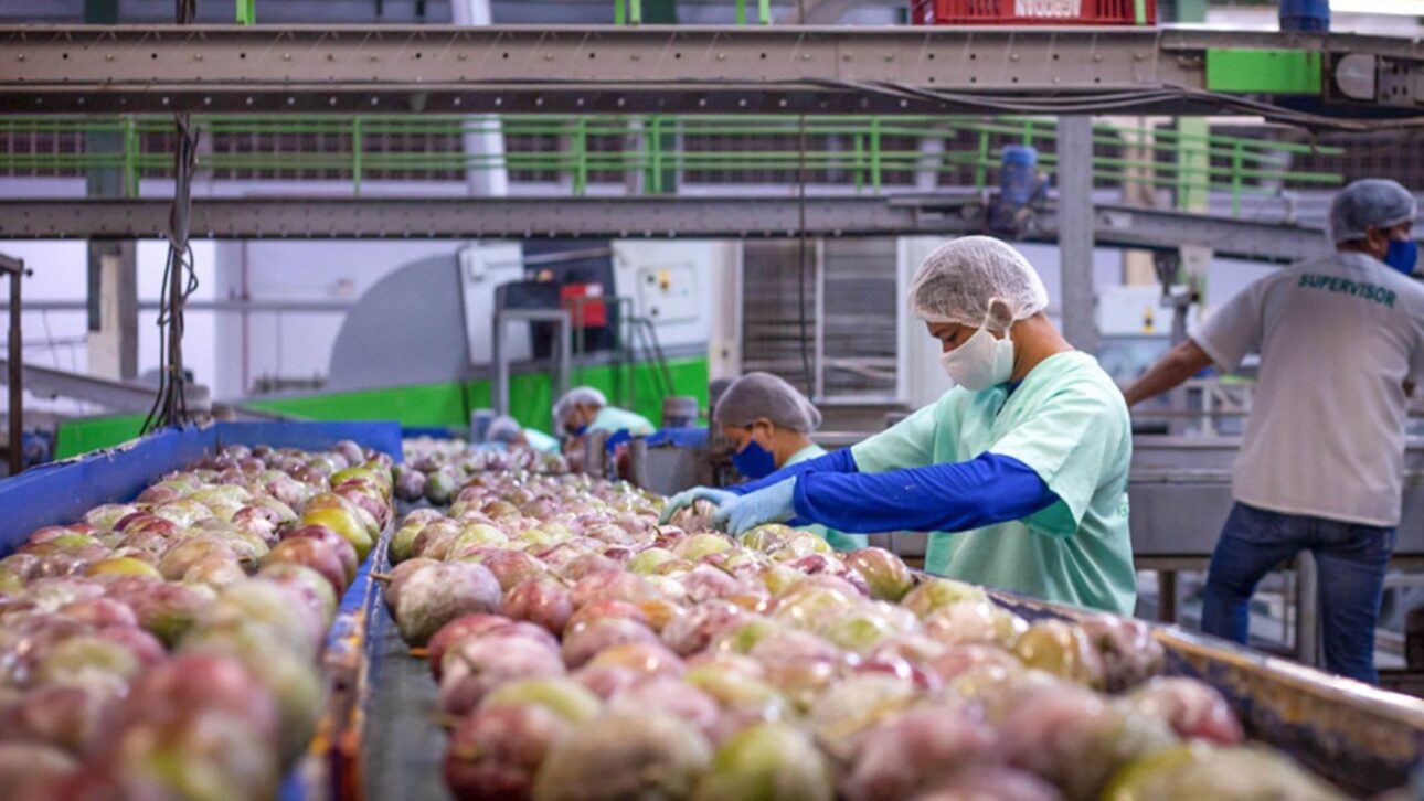 Manga lidera las exportaciones de Brasil en 2025 y impulsa el agronegocio brasileño. (Imagen/ sitio embrapa)