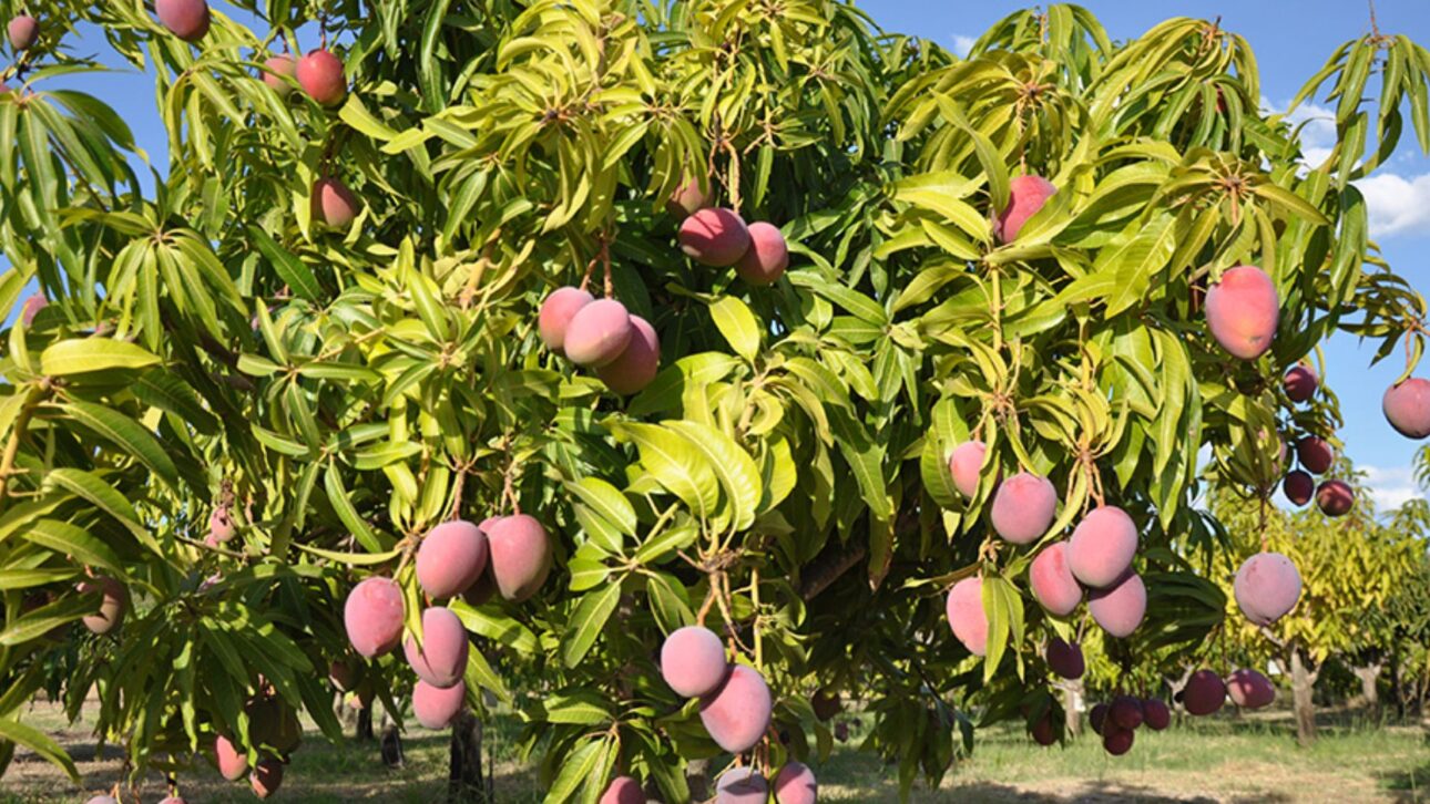 Manga lidera las exportaciones de Brasil en 2025 y impulsa el agronegocio brasileño. (Imagen/ sitio embrapa)