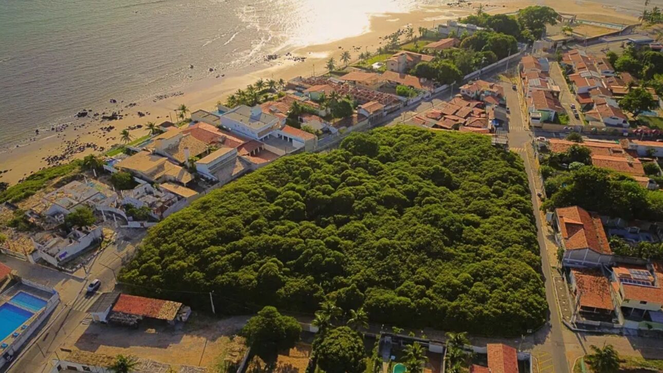 Descubre el Cajueiro de Pirangi, el árbol gigante que se convirtió en bosque en el Rio Grande del Norte e intriga a turistas y científicos de todo el mundo.