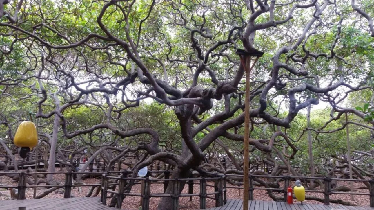 Descubre el Cajueiro de Pirangi, el árbol gigante que se convirtió en bosque en el Rio Grande del Norte e intriga a turistas y científicos de todo el mundo.