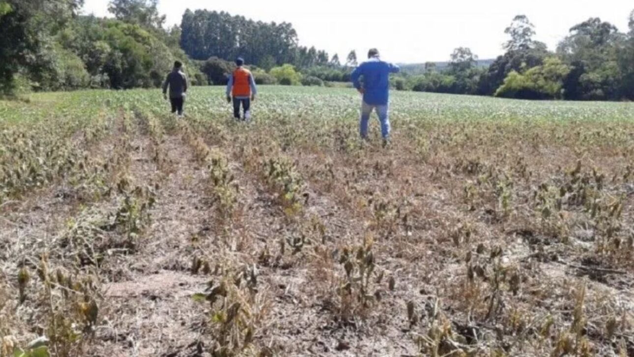 Productores rurales de RS enfrentan deudas billonarias tras sequías e inundación. Proyecto de securitización puede ser la salida. (Imagen: Defensa Civil de RS)