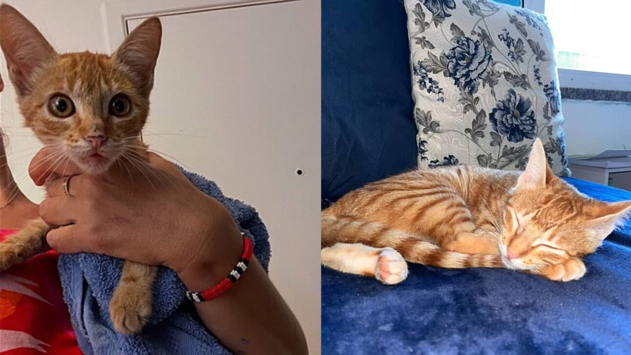 Motorista viaja cinco horas e encontra gatinha no motor do carro. Adoção inesperada emociona e transforma rotina de família no Rio.