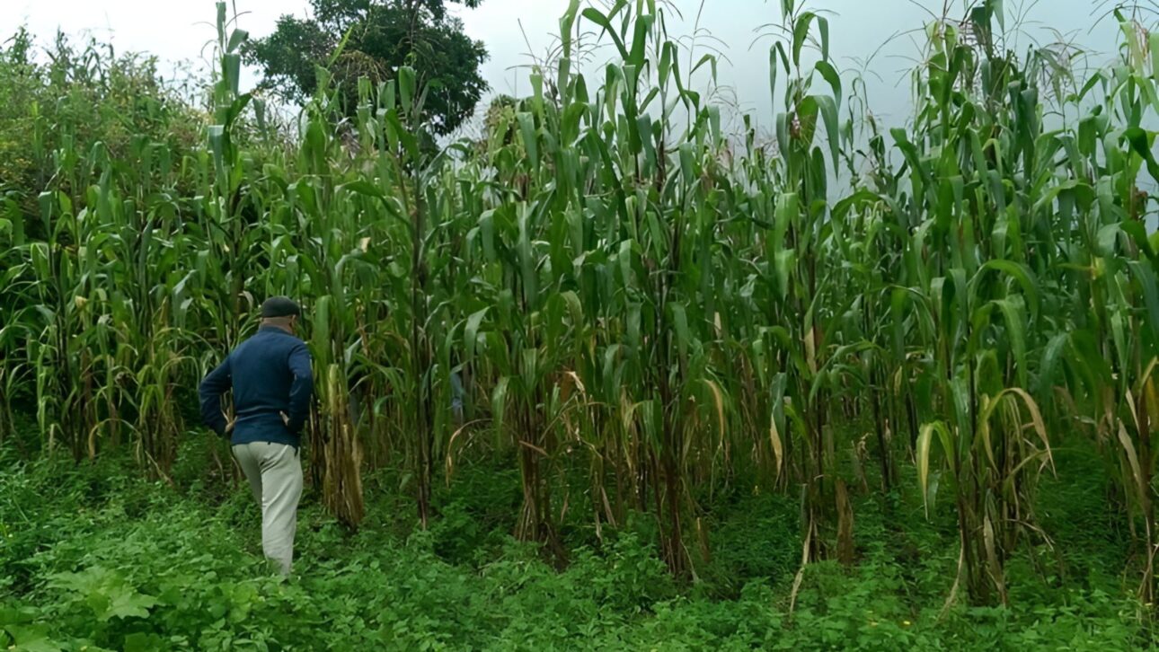 El maíz de la comunidad indígena de México tiene 5 metros de altura y capta hasta el 82% del nitrógeno que necesita del aire. (foto – Alan Bennett)
