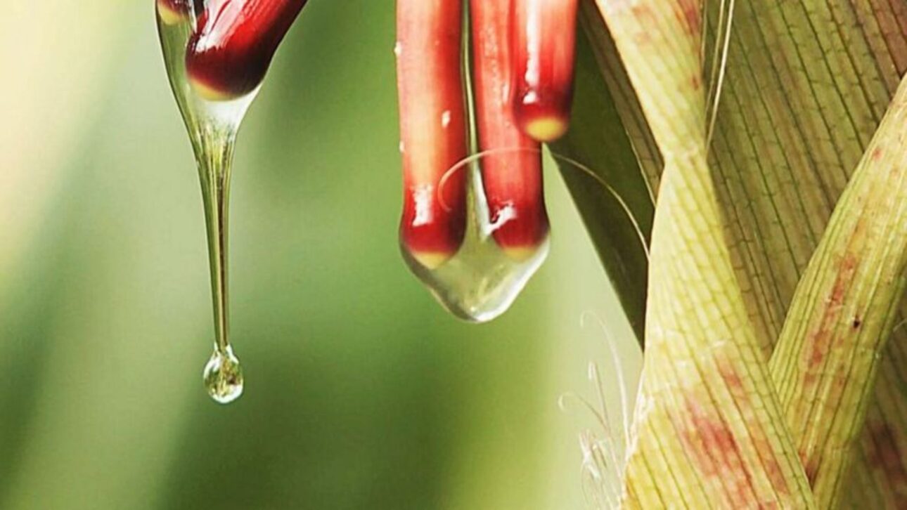 La planta tiene raíces aéreas con un moco que realiza la fijación del nutriente. (foto – Alan Bennett)