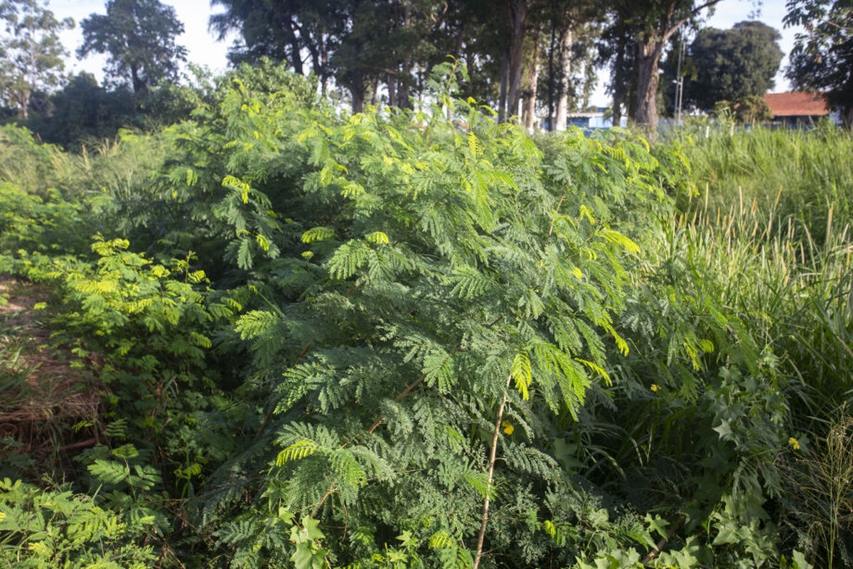Leucena crescendo em área de vegetação densa com árvores ao fundo