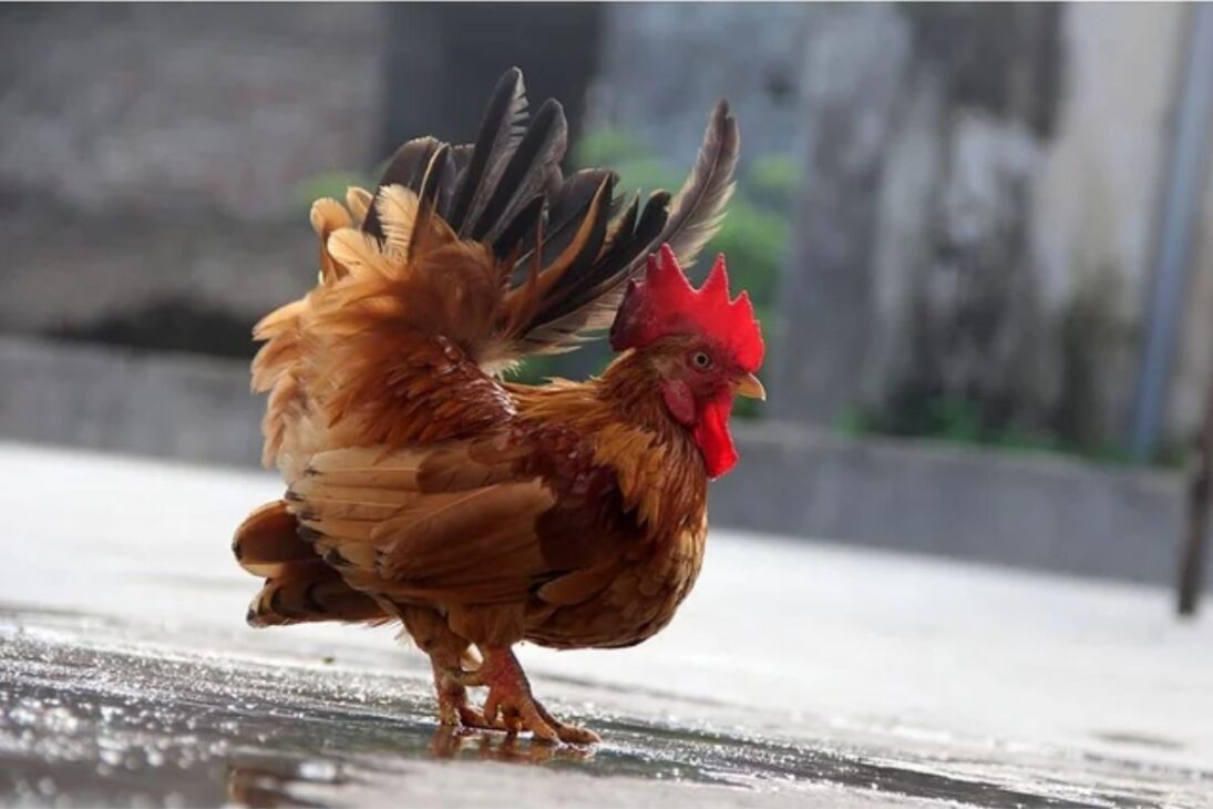Menor gallina del mundo se convierte en mascota de lujo en Brasil: los huevos llegan a R$ 3 mil la docena