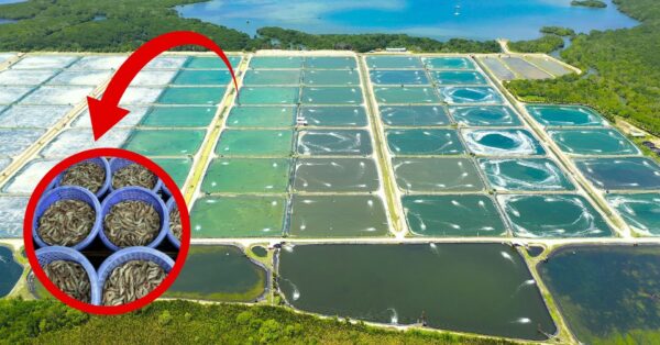 Nordeste é rei absoluto do camarão - quase toda a produção do Brasil sai de lá e já movimenta mais de R$ 2 bilhões por ano