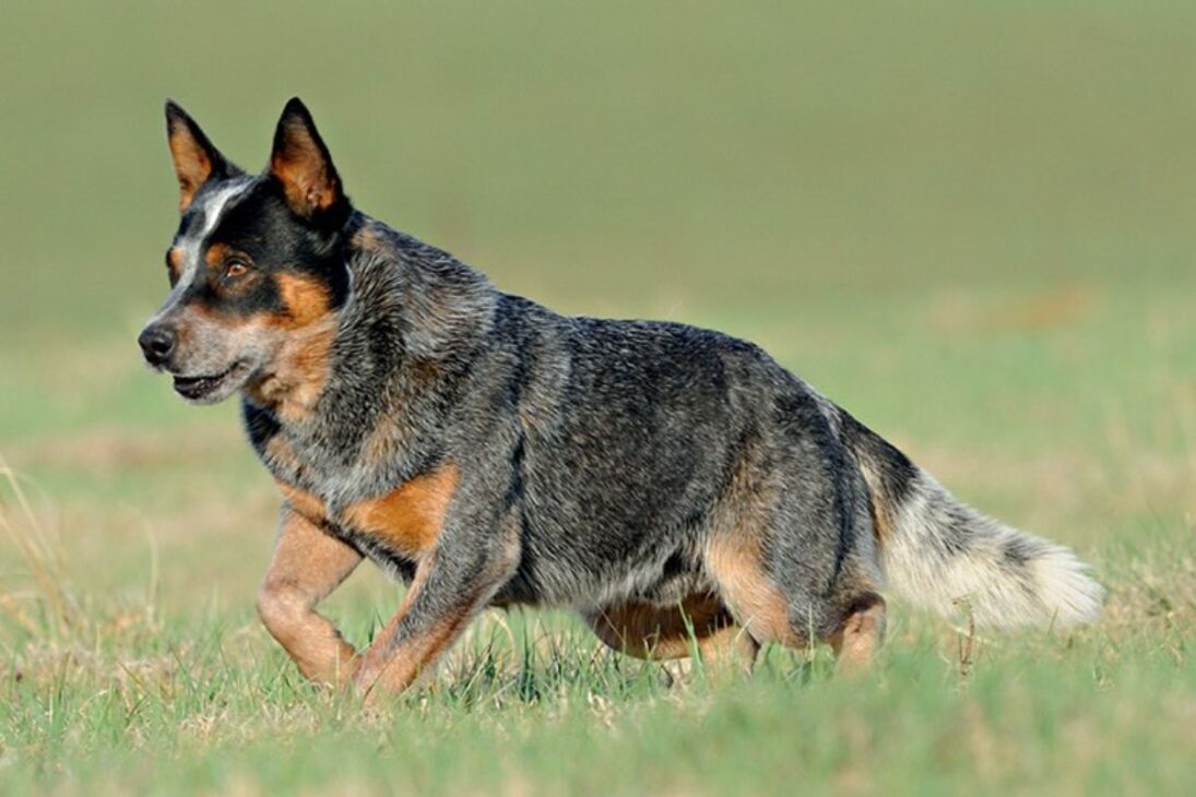 Nueva ley en Australia: Dueños de perros en la mira de la ley: 3 horas diarias con la mascota pueden hacerse obligatorias