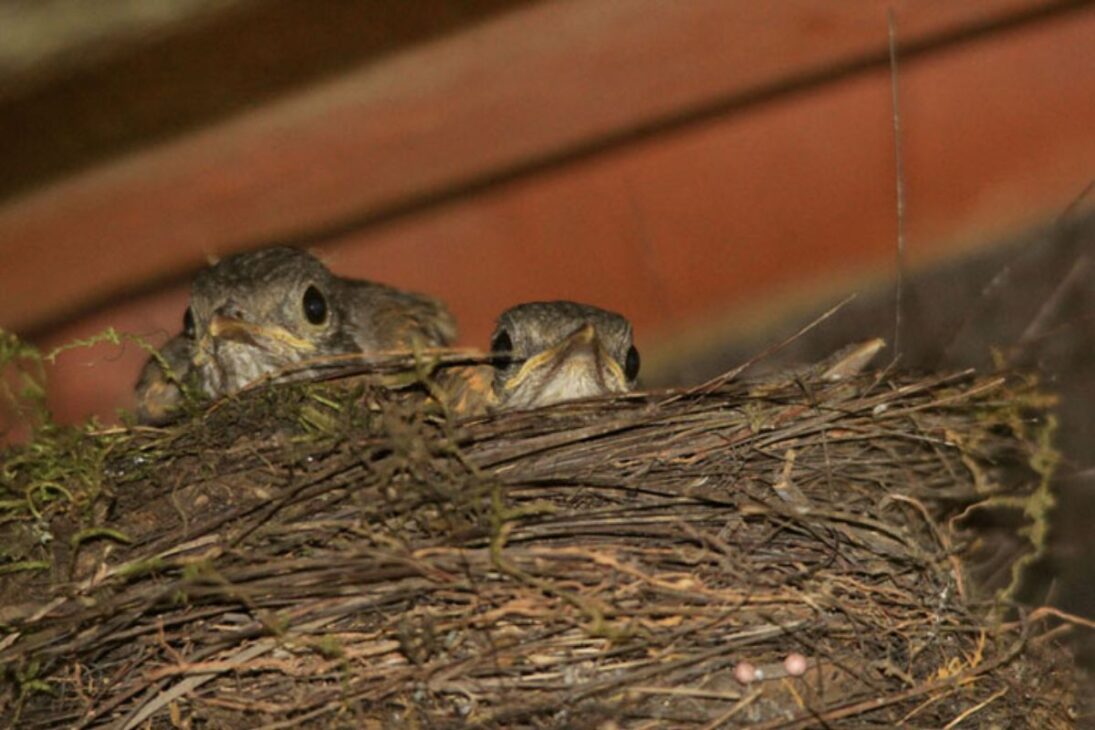 El silencio en las ciudades: ¿por qué los gorriones, las aves más comunes, están desapareciendo?