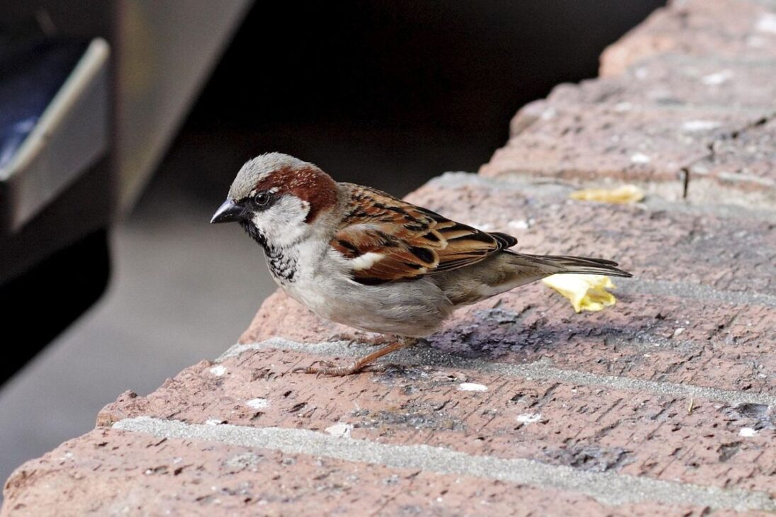 El silencio en las ciudades: ¿por qué los gorriones, las aves más comunes, están desapareciendo?
