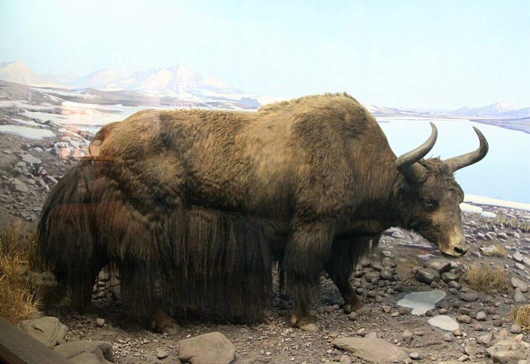 Yak, clonación, Extinción