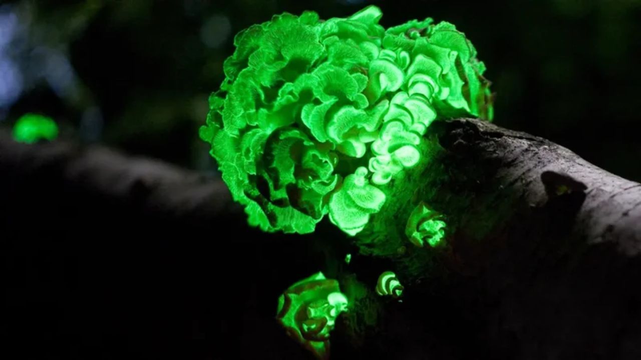 Pesquisadores desenvolvem madeira bioluminescente com fungo natural. Descubra como funciona a madeira que brilha no escuro.