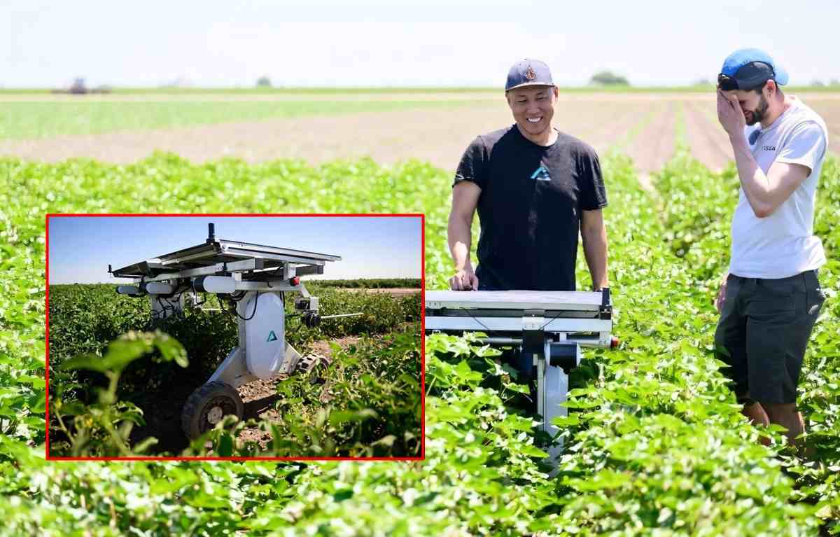 Robôs com IA assumem tarefas no campo, reduzem uso de herbicidas e prometem revolucionar a agricultura com energia limpa e trabalho autônomo.