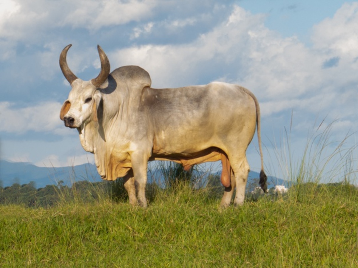 No universo do agronegócio e até mesmo no dia a dia, é comum a confusão entre os termos boi e touro. Entenda mais sobre.