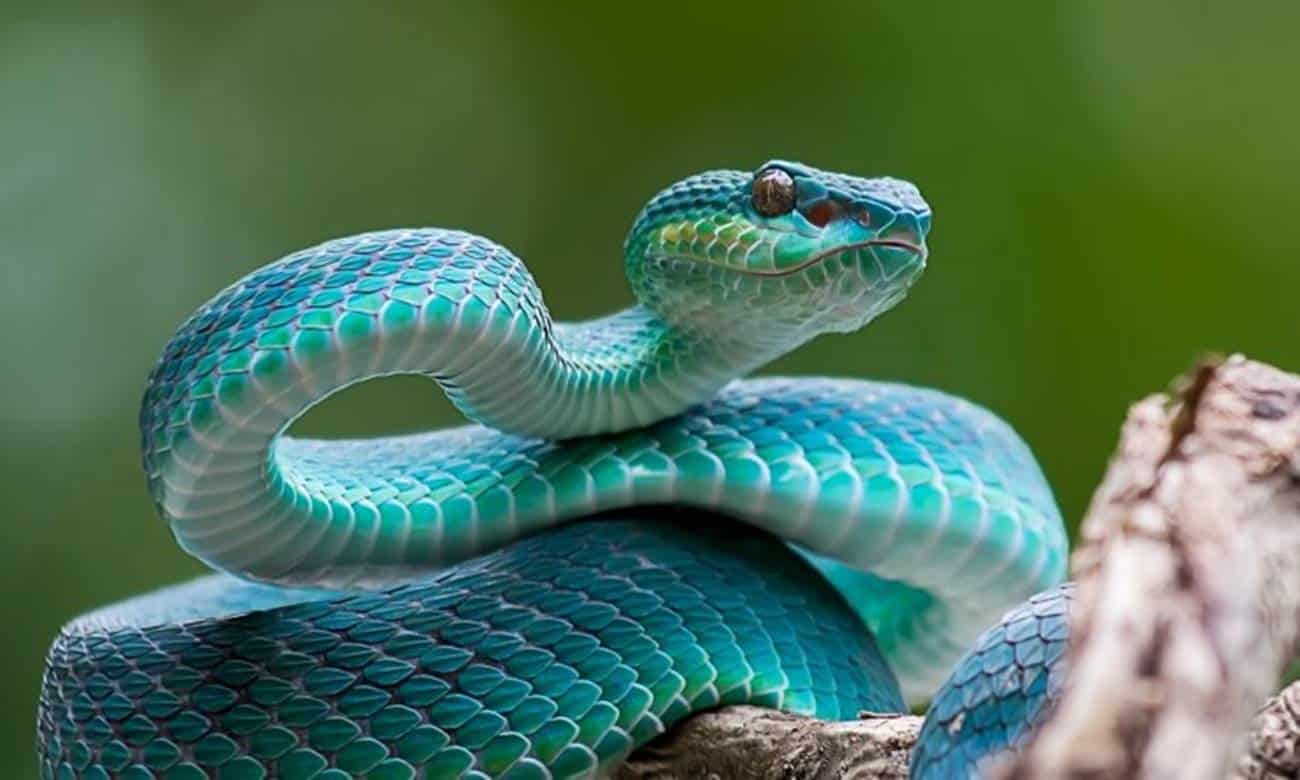 Irlanda não tem cobras! Descubra por quê. É apenas uma lenda religiosa ou existem motivos científicos para esse fenômeno?