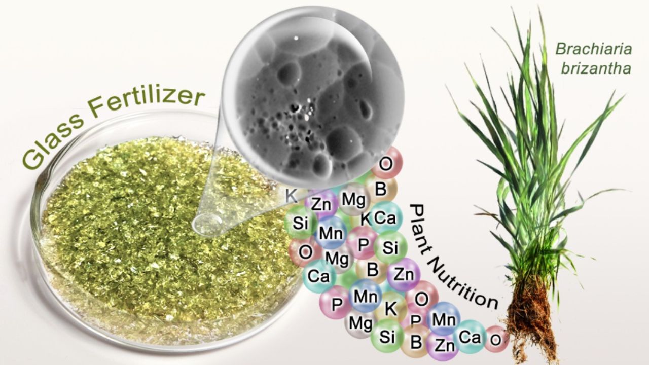 Investigadores de la USP desarrollan fertilizante de vidrio con liberación lenta de nutrientes. Innovación promete aumentar el rendimiento agrícola y disminuir el uso de productos importados.