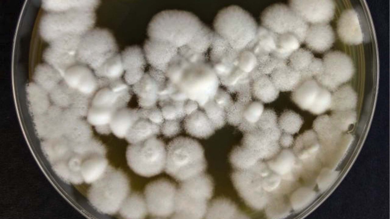 Cepa Beauveria bassiana