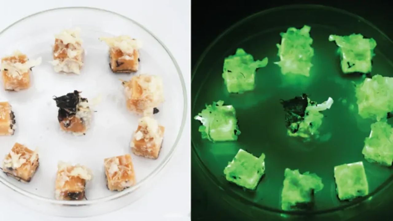 El hongo Desarmillaria tabescens es responsable de dejar la madera en una pieza brillante. Fuente: Wikimedia Commons