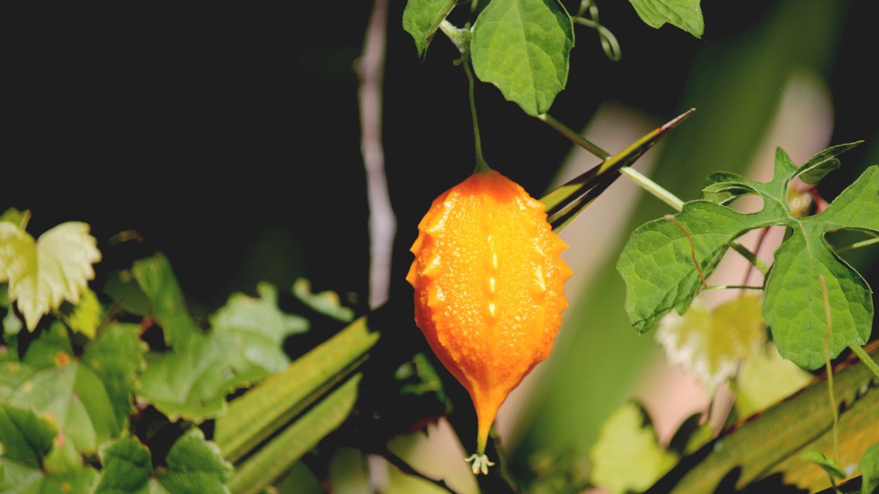 Melón São Caetano sirve como remedio.