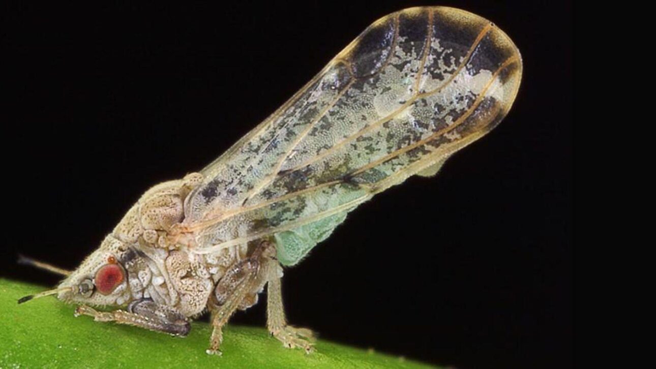 Gotas de aceite de copaíba escurriendo de una hoja, simbolizando control natural del psilídeo que transmite el greening