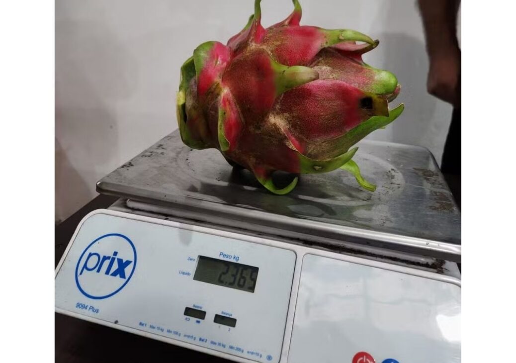 Pitaya gigante