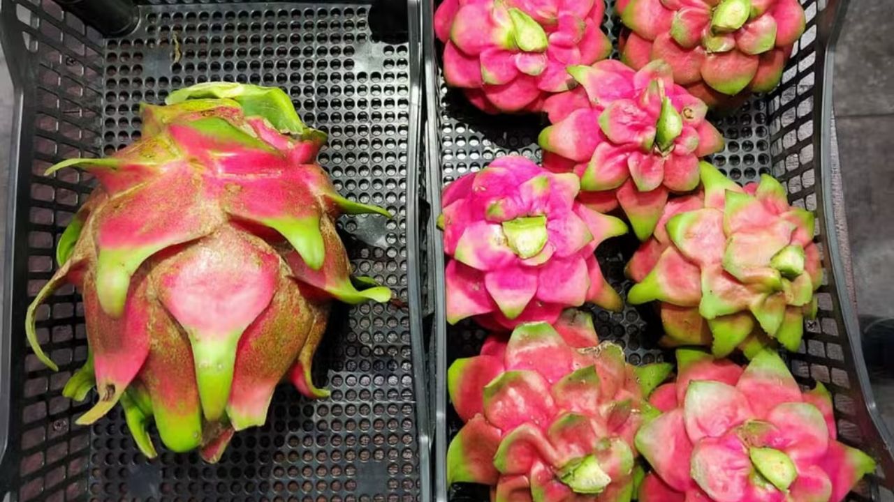 Pitaya gigante