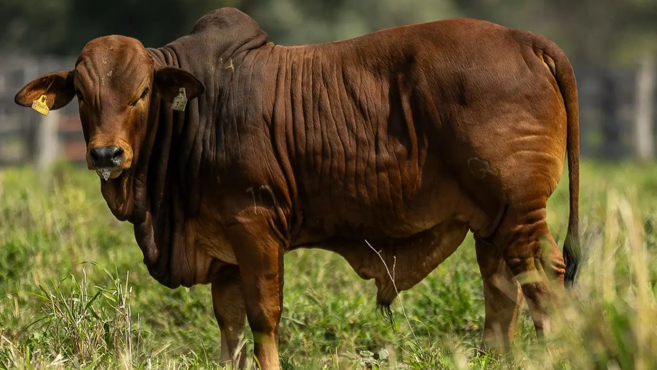 Raça Boran, de origem africana, reúne rusticidade, fertilidade e musculatura, sendo cada vez mais usada no cruzamento industrial ao lado do Nelore. Entenda por que ela vem ganhando destaque na pecuária brasileira.