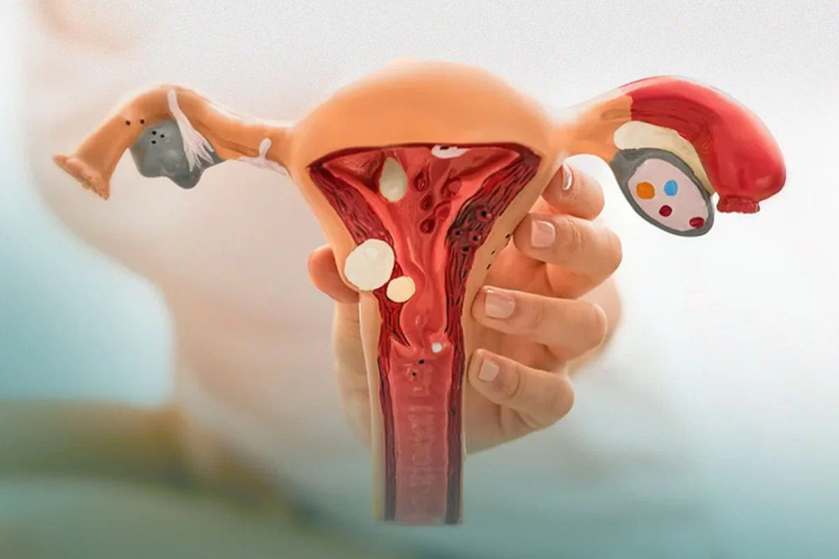 O útero se movimenta dentro do corpo, afeta o sistema imune, fertilidade e o que a ciência moderna revela sobre a saúde reprodutiva feminina.