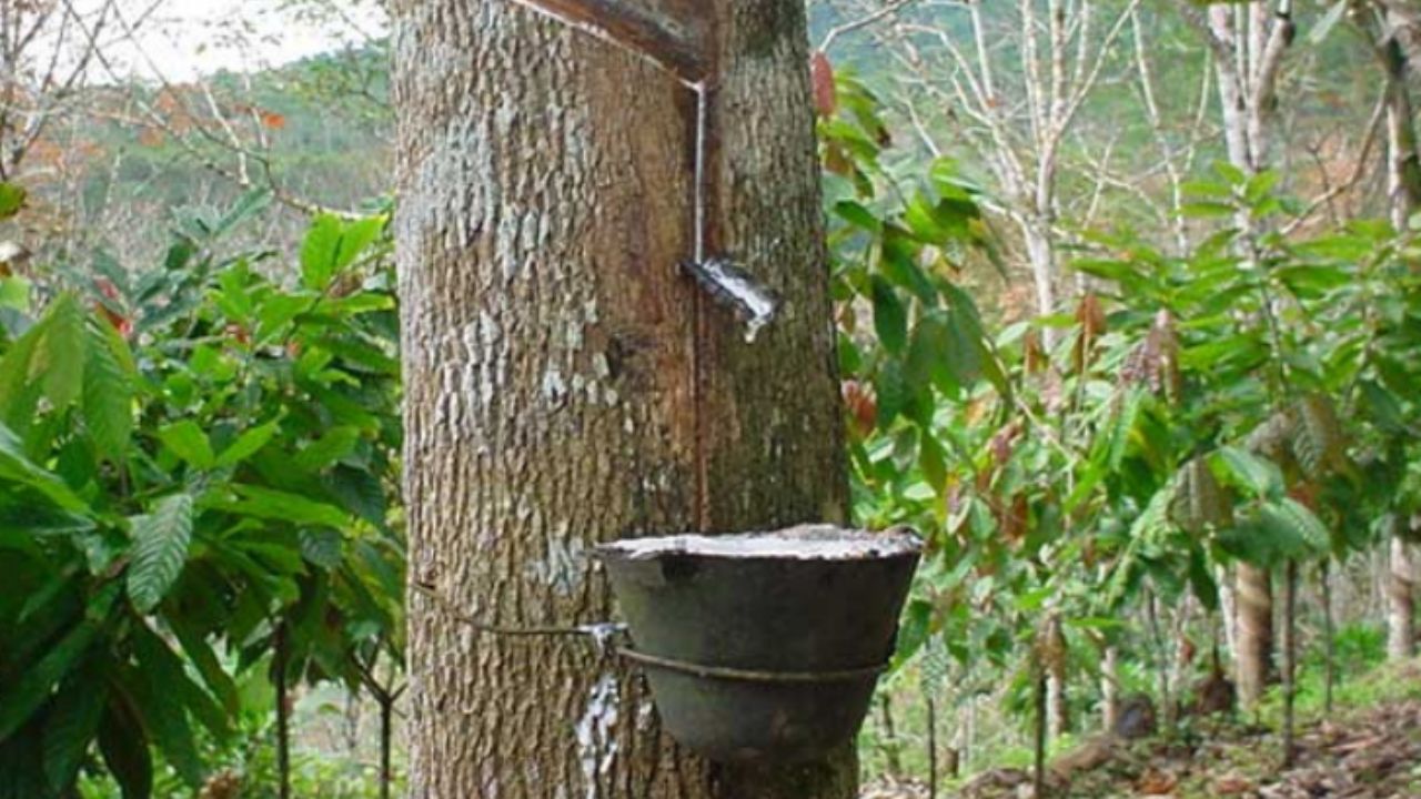 A estranha aliança por trás do couro vegano brasileiro que seduziu a alta-costura