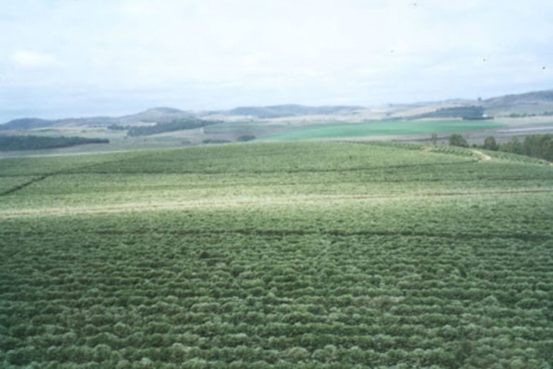 Conozca la mayor finca de café de Brasil que produce 3,2 millones de sacas por año