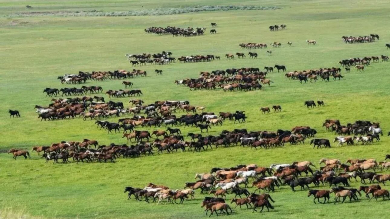 Conozca La Granja De Shandan, La Mayor Granja De Caballos Del Mundo, Con 10 Mil Animales, 2.100 Años De Historia Y Administración Militar.