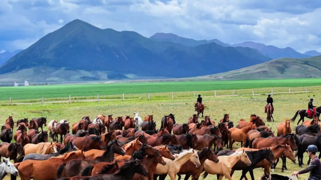 Conozca La Granja De Shandan, La Mayor Granja De Caballos Del Mundo, Con 10 Mil Animales, 2.100 Años De Historia Y Administración Militar.